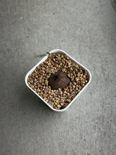 Load image into Gallery viewer, Dioscorea Sylvatica (#4)
