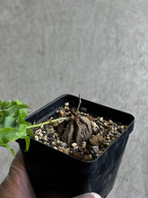 Load image into Gallery viewer, Dioscorea Sylvatica (#1)
