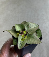 Load image into Gallery viewer, Euphorbia Francoisii "Pastel Green"
