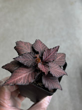 Load image into Gallery viewer, Euphorbia Francoisii Hybrid
