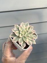 Load image into Gallery viewer, Echeveria Moon Fairy Variegated
