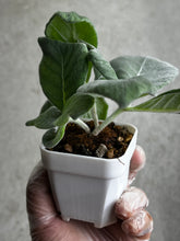 Load image into Gallery viewer, Sinningia Leucotricha (#3)
