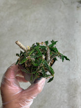 Load image into Gallery viewer, Euphorbia Decaryii
