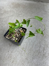 Load image into Gallery viewer, Dioscorea Sylvatica (#3)
