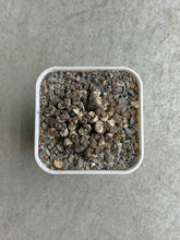 Load image into Gallery viewer, Conophytum Obcordellum
