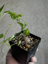 Load image into Gallery viewer, Dioscorea Sylvatica (#3)
