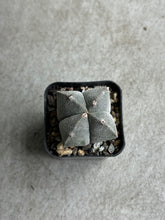 Load image into Gallery viewer, Astrophytum Myriostigma var. Quadricostatum
