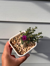 Load image into Gallery viewer, Trichodiadema Bulbosum
