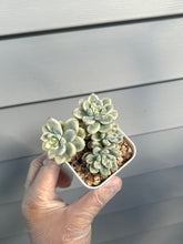 Load image into Gallery viewer, Sedum Clavatum Variegata

