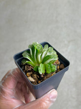 Load image into Gallery viewer, Haworthia Truncata Variegated
