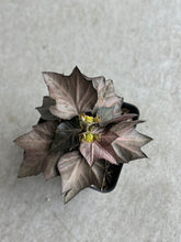 Load image into Gallery viewer, Euphorbia Francoisii Hybrid “IVY Leaf”
