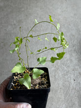 Load image into Gallery viewer, Dioscorea Sylvatica (#2)
