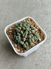 Load image into Gallery viewer, Conophytum Luiseae
