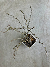 Load image into Gallery viewer, Decarya madagascariensis
