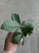 Load image into Gallery viewer, Sinningia Leucotricha (#3)
