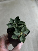 Load image into Gallery viewer, Euphorbia Francoisii Hybrid
