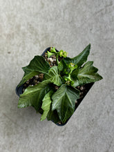 Load image into Gallery viewer, Euphorbia Francoisii Hybrid “IVY Leaf Green”

