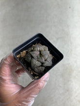 Load image into Gallery viewer, Haworthia Pygmea Hybrid Spp. Blue Crab
