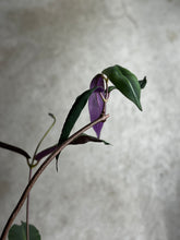 Load image into Gallery viewer, Petopenia Natalensis
