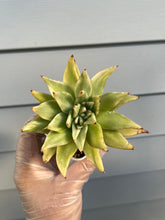 Load image into Gallery viewer, Echeveria Agavoides Maria Variegated (Crested)
