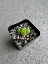 Load image into Gallery viewer, Gibbaeum Pilosulum
