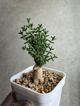 Load image into Gallery viewer, Trichodiadema Bulbosum

