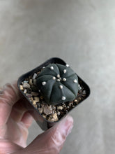 Load image into Gallery viewer, Astrophytum Asterias cv. Five Ribs
