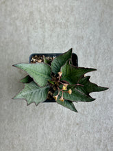 Load image into Gallery viewer, Euphorbia Francoisii Hybrid “IVY Leaf”
