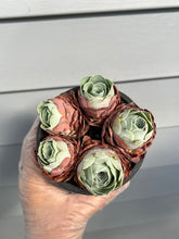 Load image into Gallery viewer, Greenovia Pandora
