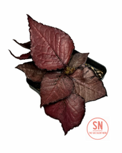 Load image into Gallery viewer, Euphorbia Francoisii Hybrid “Big Leaf”
