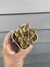Load image into Gallery viewer, Echeveria Agavoides “Elk Soul”
