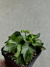 Load image into Gallery viewer, Euphorbia Francoisii Hybrid “IVY Leaf Green”
