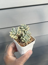Load image into Gallery viewer, Sedum Clavatum Variegata
