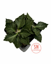 Load image into Gallery viewer, Euphorbia Francoisii Hybrid
