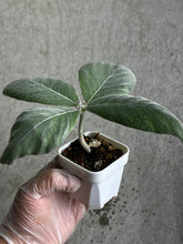 Load image into Gallery viewer, Sinningia Leucotricha
