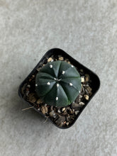 Load image into Gallery viewer, Astrophytum Asterias cv. Five Ribs
