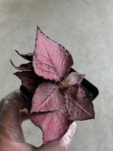 Load image into Gallery viewer, Euphorbia Francoisii Hybrid “Big Leaf”
