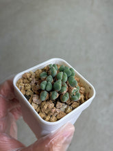 Load image into Gallery viewer, Conophytum Luiseae Small #1
