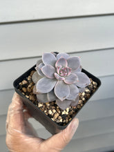 Load image into Gallery viewer, Echeveria Missing You
