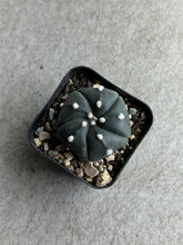 Load image into Gallery viewer, Astrophytum Asterias cv. Five Ribs
