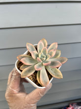 Load image into Gallery viewer, Echeveria Opalina Variegated
