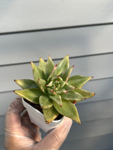 Load image into Gallery viewer, Echeveria Agavoides Maria Variegated
