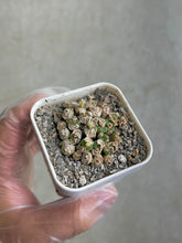 Load image into Gallery viewer, Conophytum Obcordellum
