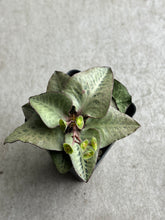 Load image into Gallery viewer, Euphorbia Francoisii "Pastel Green"
