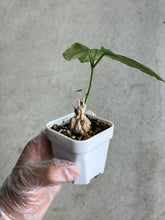 Load image into Gallery viewer, Matelea Cyclophylla
