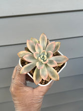 Load image into Gallery viewer, Echeveria Opalina Variegated
