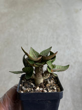 Load image into Gallery viewer, Euphorbia Francoisii Hybrid
