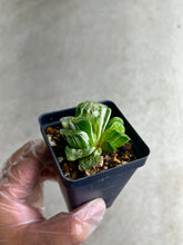 Load image into Gallery viewer, Haworthia Truncata Variegated
