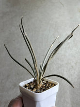 Load image into Gallery viewer, Astrophytum caput-medusae
