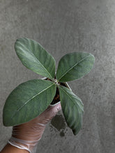 Load image into Gallery viewer, Sinningia Leucotricha
